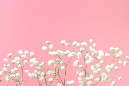 Gypsophila flowers on a pink background close-up, spring flowers composition. Top view, flat lay,...