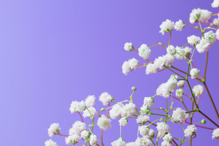 Spring flowers composition. Gypsophila flowers on a blue background close-up.