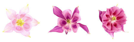 Buds of different shapes flower of a common columbine or aquilegia vulgaris on a white background, isolate.の写真素材