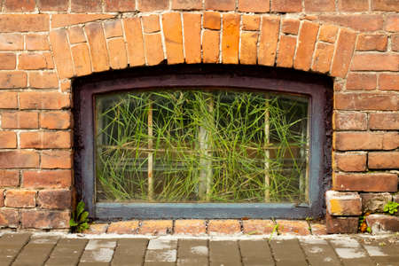 The basement window is overgrown with green grass, an old brick wall.の写真素材