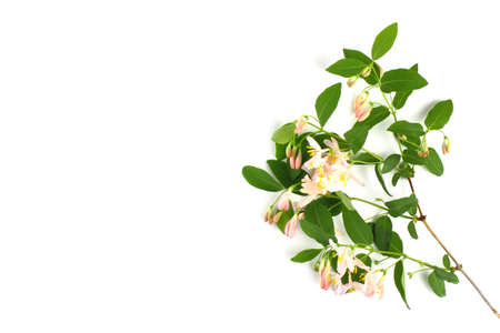 Flower composition. Branch with delicate pink flowers close-up on a white background, isolate. Spring or summer concept. Top view, flat lay, place for text, copy space.の写真素材