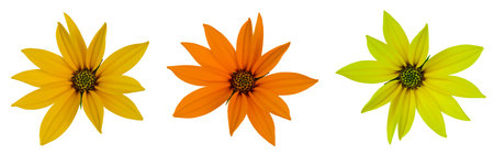 Autumn flowers in different shades, set of isolates on white.の写真素材