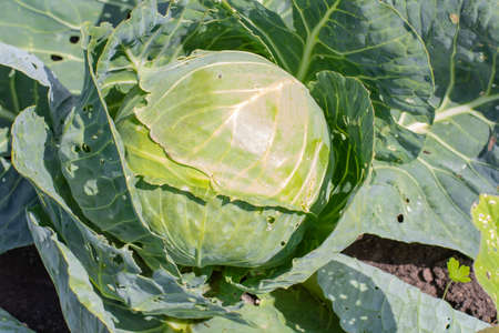 Green head of organic cabbage in the garden close-up.の写真素材