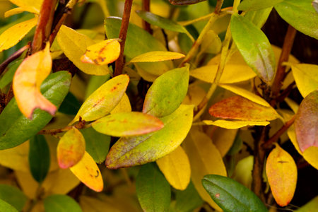 Autumn colors. Rhododendron subsect, Ledum branches and leaves in autumn yellow and red colors,...