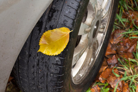 Yellow autumn leaf stuck to the wheel of a passenger car, yellow on a black tire, concept of autumn and replacement of summer tiresの写真素材