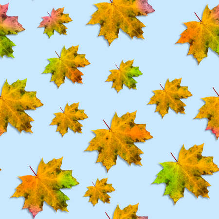 Seamless pattern with maple leaves for autumn coloring on a light blue background, thanksgiving and halloween concept.の写真素材