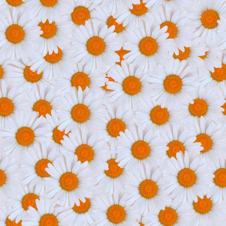 Seamless pattern. Chamomile or daisy buds close up. For printing on fabric or as a background.の写真素材