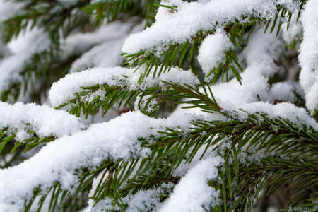 A thick cap of snow on spruce branches, a concept of early winter and heavy snowfall.の写真素材