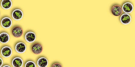 Seedlings in cups on a yellow background, creative frame. Home gardening concept. Flat lay, top view, copy space.の写真素材
