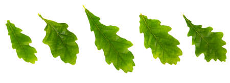 Set of oak leaves of different size on a white background, isolate, green colors, close-up.の写真素材