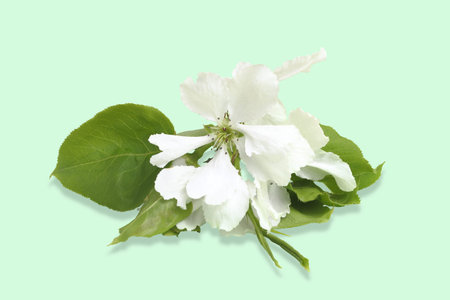 Pear flower with greenery close-up on a light green background, isolate with shadow.の写真素材