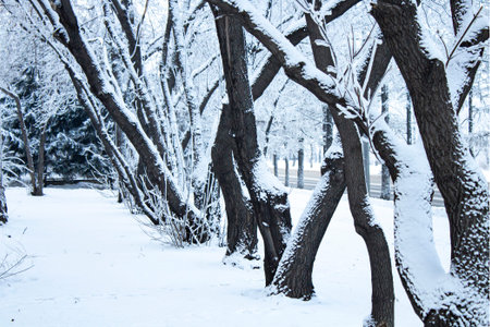 Old trees in the city park are covered with snow, alley in the park.の写真素材
