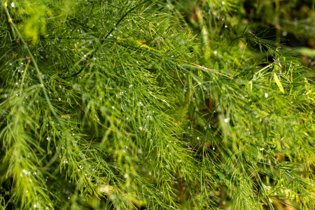 Asparagus green bush in natural conditions, close-up.