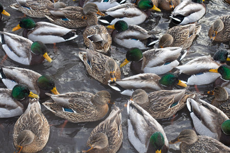 A flock of ducks on the water of a geothermal warm stream, close-up, blurred silhouettes of birds.