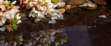 Cherry or sakura flowers on the bank of a small stream close-up. Wide banner.の写真素材