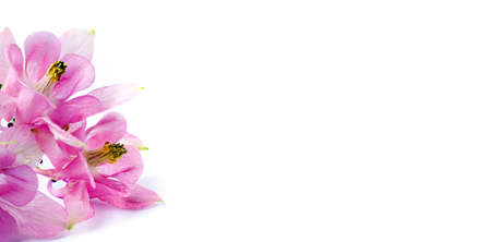Wide composition of pink flowers. Flyer or banner concept Valentines Day, Mothers Day, Spring Holidays, copy space.の写真素材