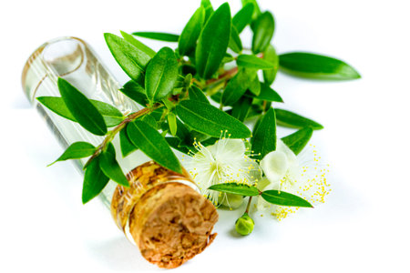 Bottle with mirtle essential oil, myrtle flowers and leaves on a branch on white background.