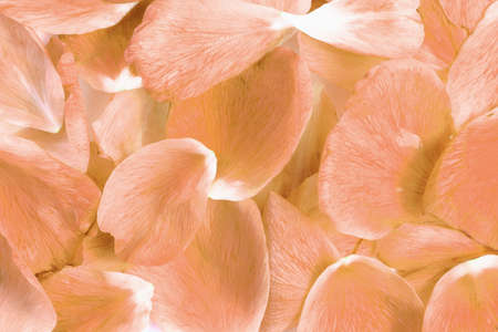 Delicate tea rose petals as background or backdrop, close-up, spring holiday concept.の写真素材