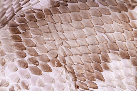 Reptile skin texture as background or backdrop.の写真素材