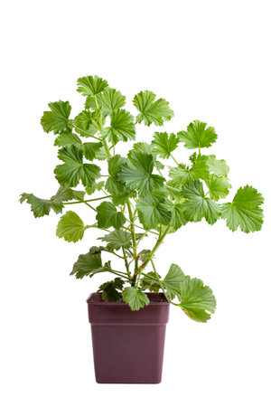 flower pot with home plant on a white background, isolate.