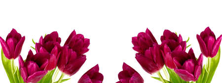 Flowers composition, bright buds of spring tulips on white. Mockup for a wide banner or flyer, place for text, copyspace.の写真素材