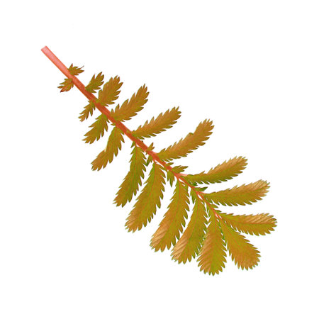 Exotic fern branch of autumn color with carved leaves on white, isolated.の写真素材