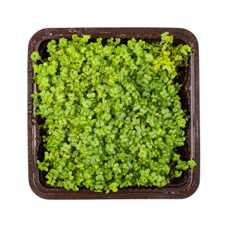 Container with microgreens, top view, isolated on white. Vegan or lean menu, salad ingredients.