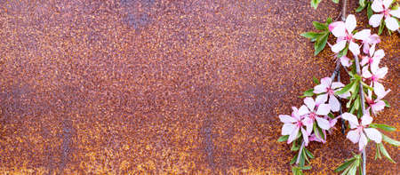 Flowers composition. Branch with pink Ledum or Rhododendron flowers on old metal rusty surface. Top view, flat layer, place for text, copy space.の写真素材