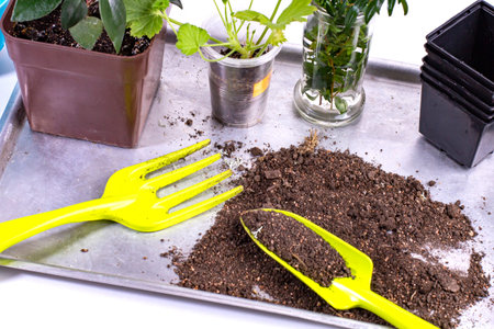 Accessories for home floriculture close-up. Seedlings, flower pots and tools.