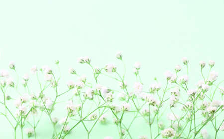 Spring flowers composition. Branches and flowers of gypsophilia on a light green pastel background as a frame, top view, copy space, place for text.の写真素材