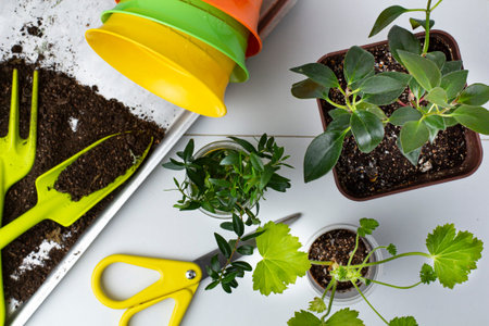 Home floriculture supplies, seedlings and tools, top viewの写真素材