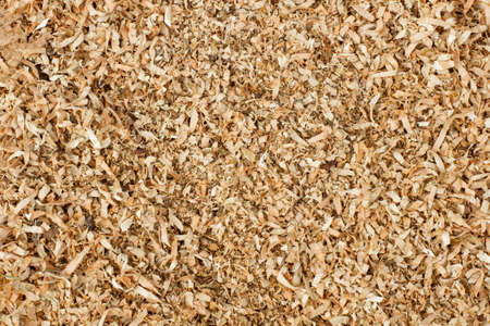 sawdust or shavings of fruit wood as a background or backdropの写真素材