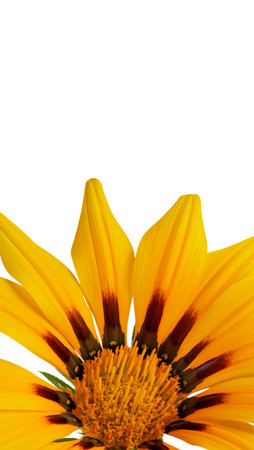 Vertical banner with big yellow petals of bright yellow flower, top view, place for text, copy space.の写真素材