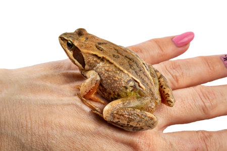 Groom search concept. Common frog on a female hand close-up, place for text, copy space.の写真素材