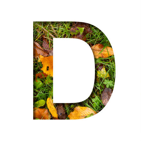 Early autumn font. The letter D cut out of paper on a background of green grass with yellow autumn leaves of trees, early autumn. Decorative nature alphabet, font collection.の写真素材