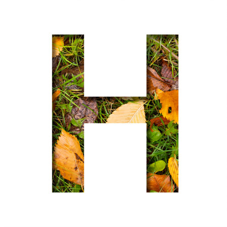 Early autumn font.The letter H cut out of paper on a background of green grass with yellow autumn leaves of trees, early autumn. Decorative nature alphabet, font collection.の写真素材