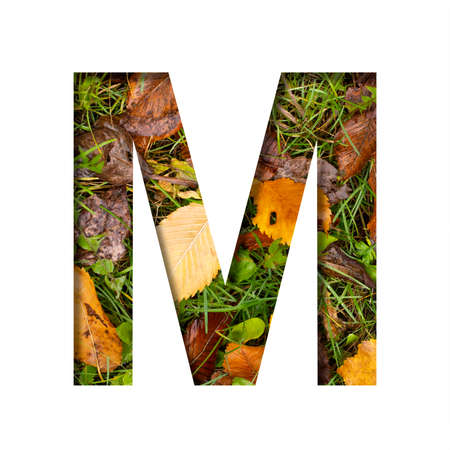 Early autumn font.The letter M cut out of paper on a background of green grass with yellow autumn leaves of trees, early autumn. Decorative nature alphabet, font collection.の写真素材
