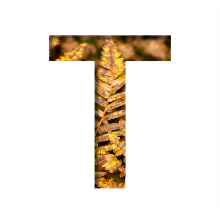 The letter T is cut from white paper with autumn fern leaves background, late autumn font or alphabet. Collection of decorative fonts.の写真素材