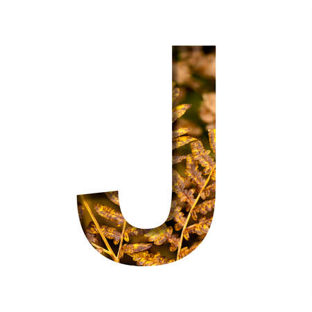 The letter J is cut from white paper with autumn fern leaves background, late autumn font or alphabet. Collection of decorative fonts.の写真素材