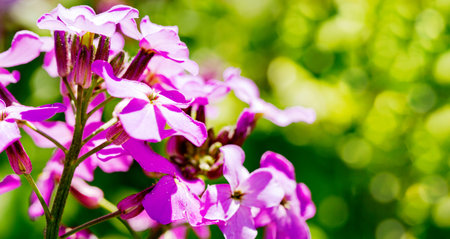 Close-up wild field geranium flower on bright green background on a sunny day