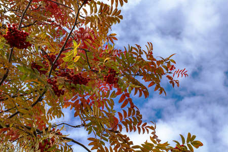 Rowan branches with ripe bright berries, red colors of autumn against the sky with clouds.の写真素材
