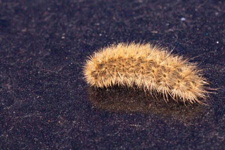 Large furry caterpillar close-up on a dark backgroundの写真素材