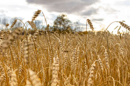 Ripe ears of wheat close up.の写真素材