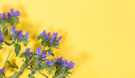 Wild blue flowers on yellow as a frame, top view, place for text, mockup for greeting card