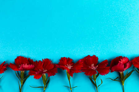 Bright red carnations on a blue, floral border, flat lay, copy spaceの写真素材