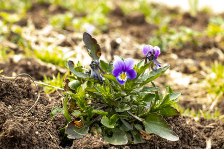 Wild violet flower in early spring closeupの写真素材