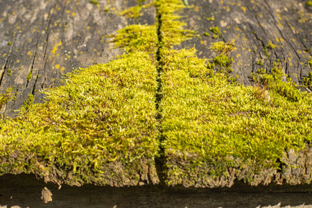 Texture of old boards with moss and damageの写真素材