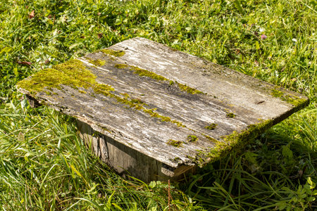 Table in the yard from old boards overgrown with mossの写真素材