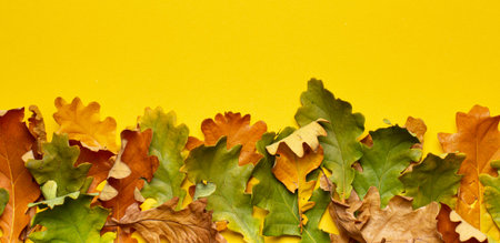 Border of autumn oak leaves on a yellow background, top viewの写真素材