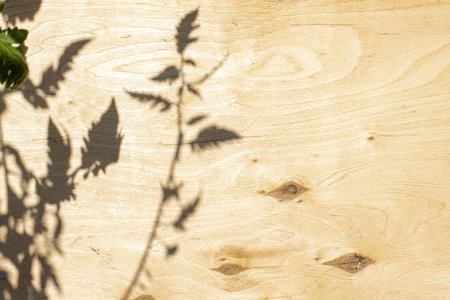 Shadows or silhouette of garden plants on a tree on a bright sunny day